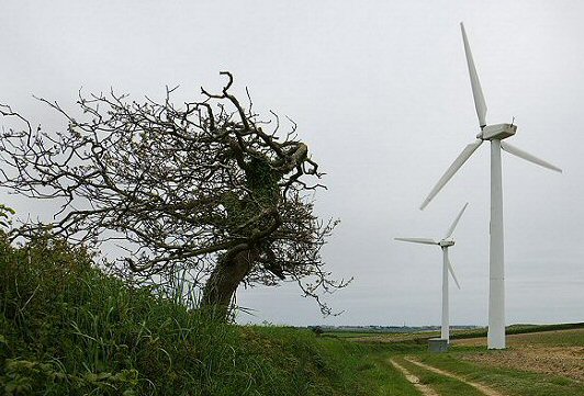 Cornish Tree - Jonathan Clark