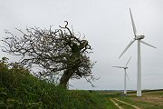 Cornish Tree - Jonathan Clark