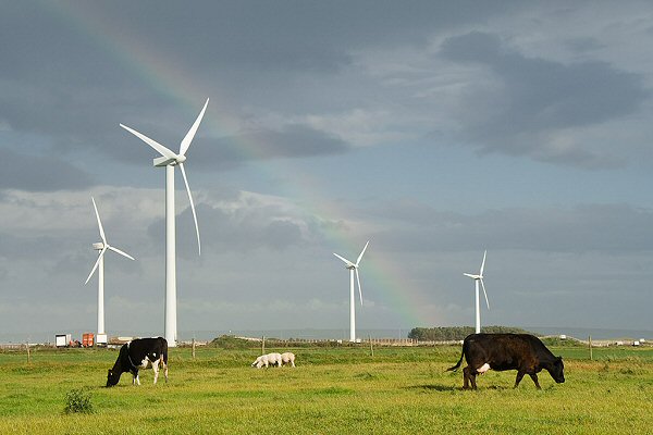 Cows at Haverigg - Jonathan Clark