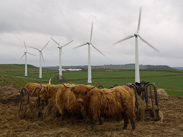 Scottish Cattle on Royd Moor - Jonathan Ckark