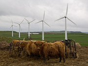 Scottish Cattle on Royd Moor - Jonathan Ckark